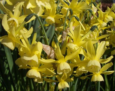 Narcissus triandus 'Hawera' PB 3